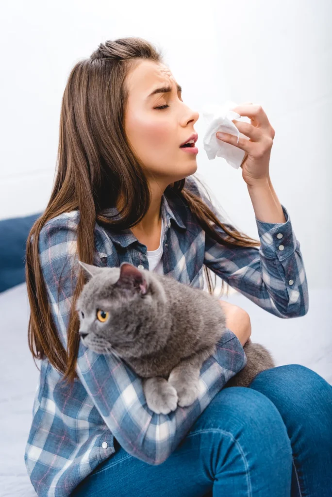 Woman about to sneeze from allergies holding a gray cat in her arms